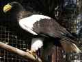 Белоплечий орлан фото (Haliaeetus pelagicus) - изображение №687 onbird.ru.<br>Источник: www.konicaminolta.com